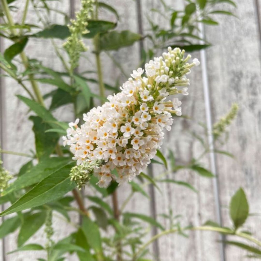 Buddleia Compact White 140mm