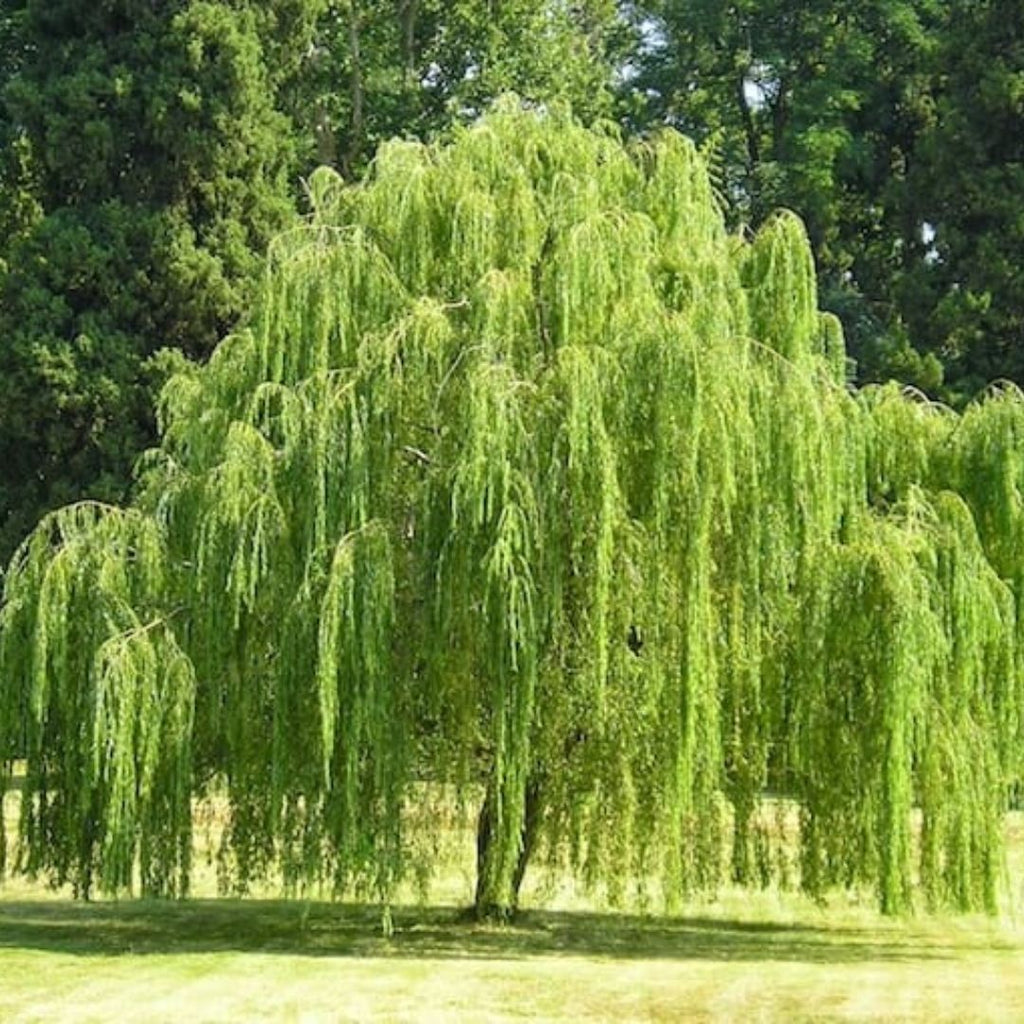 Salix Weeping Willow 200mm