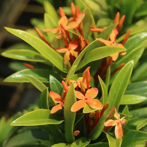 Ixora Dwarf Orange 140mm