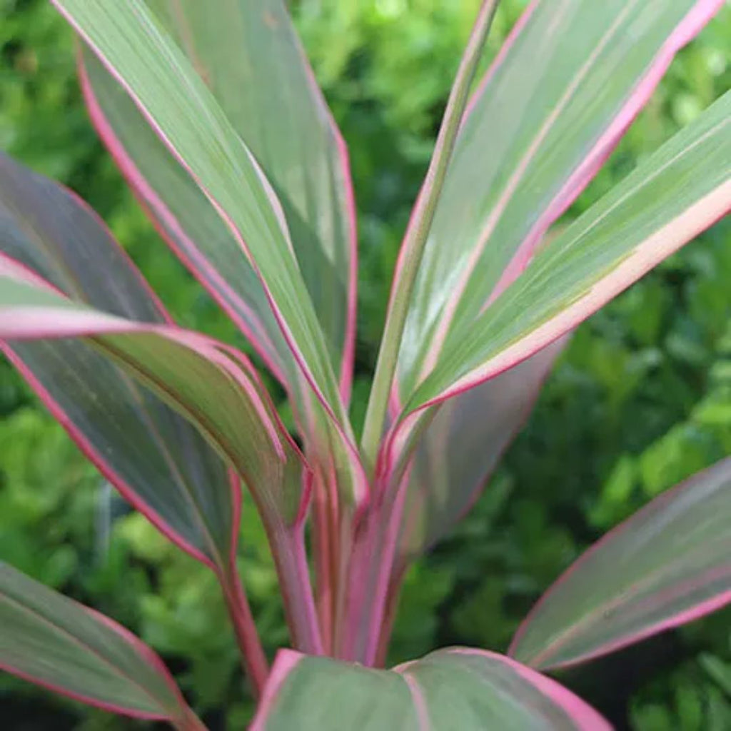 Cordyline Pink Diamond 200mm