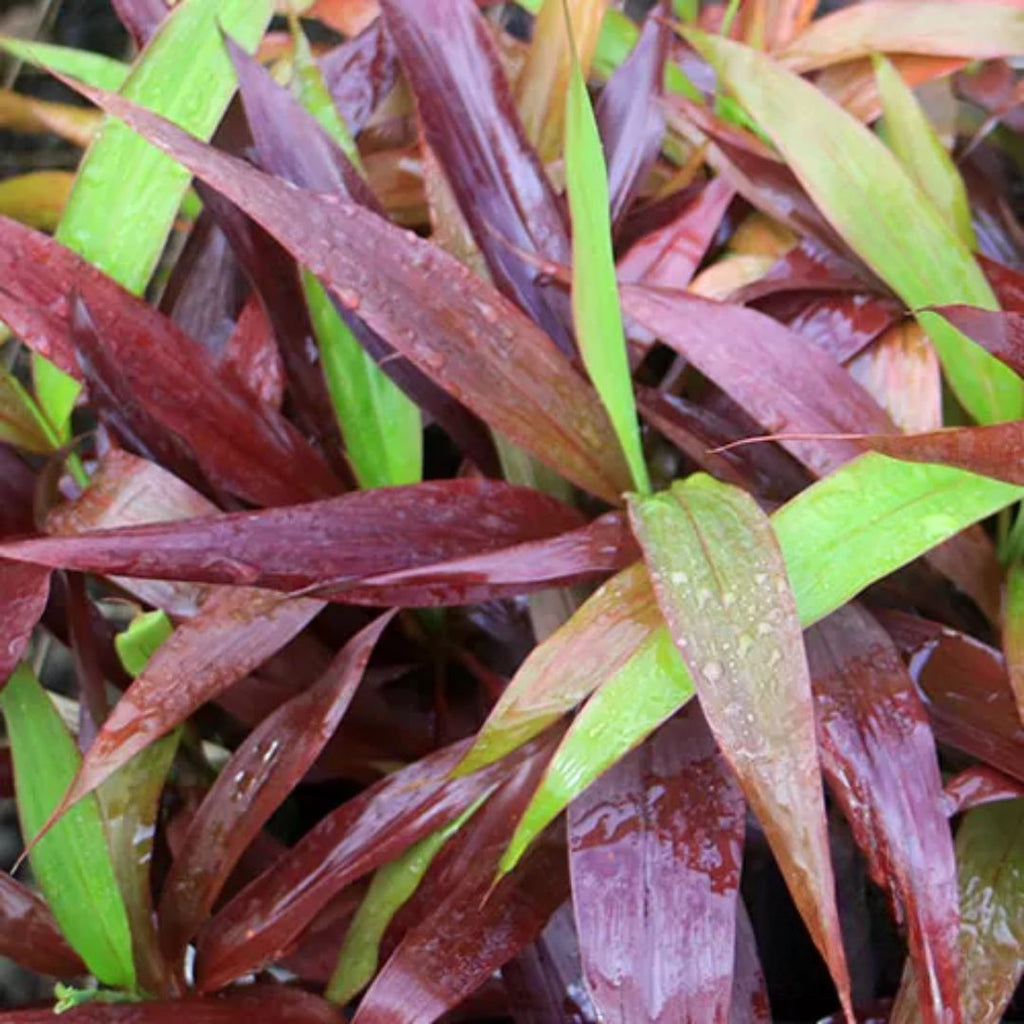 Cordyline Negra 250mm