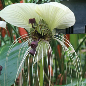 Tacca Integrifolia 200mm