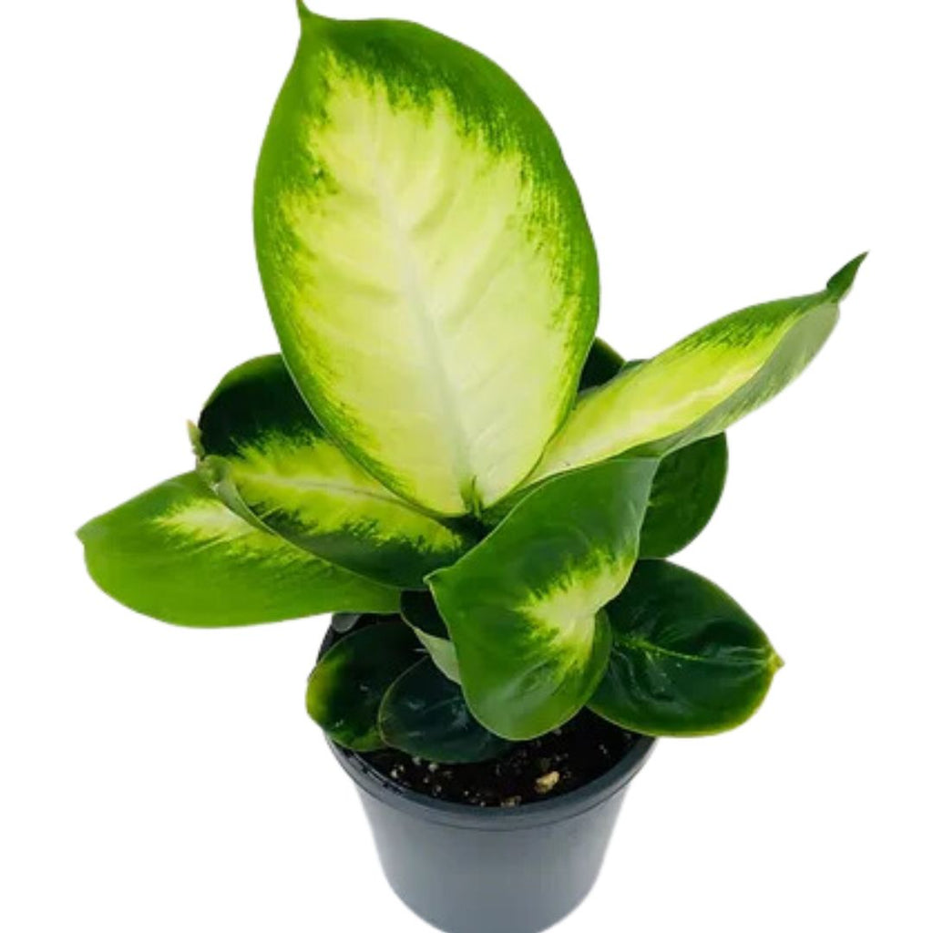 Dieffenbachia Tropic Marianne 175mm