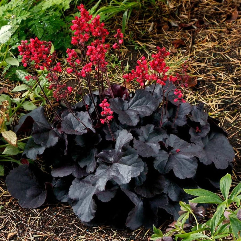 Heuchera Black Forest Cake 140mm