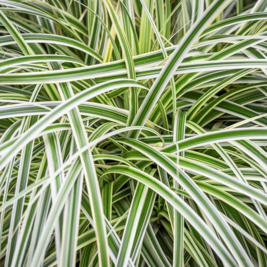 Carex Feather Falls 200mm