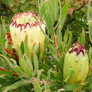 Protea Limelight 200mm