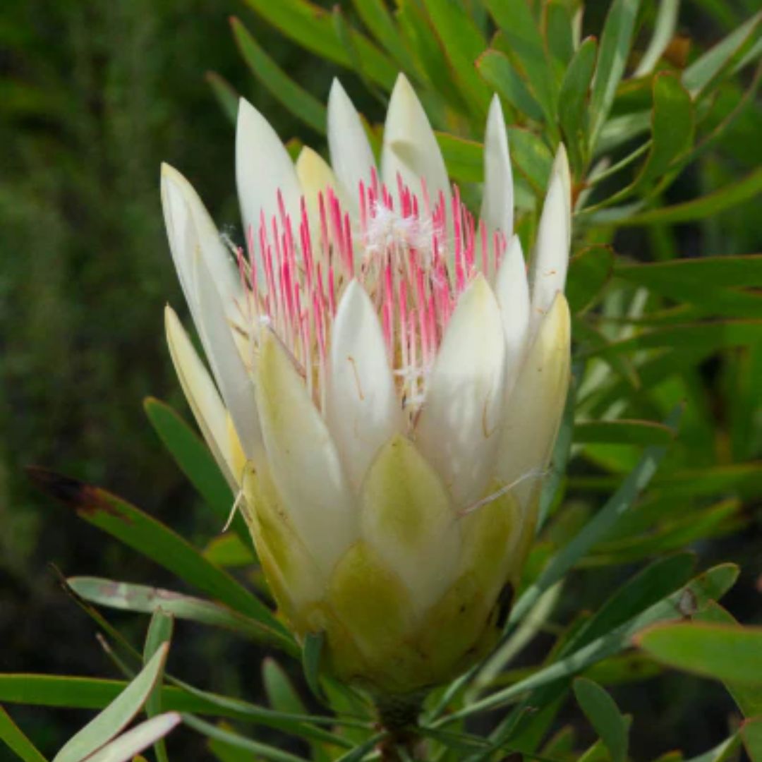 Protea Honey Rupens 200mm