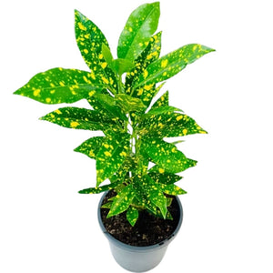 Codiaeum Var Mad Painter Croton 140mm