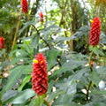 Costus Comosus Red Tower Ginger 140mm