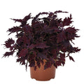 Coleus Downtown Dallas 140mm