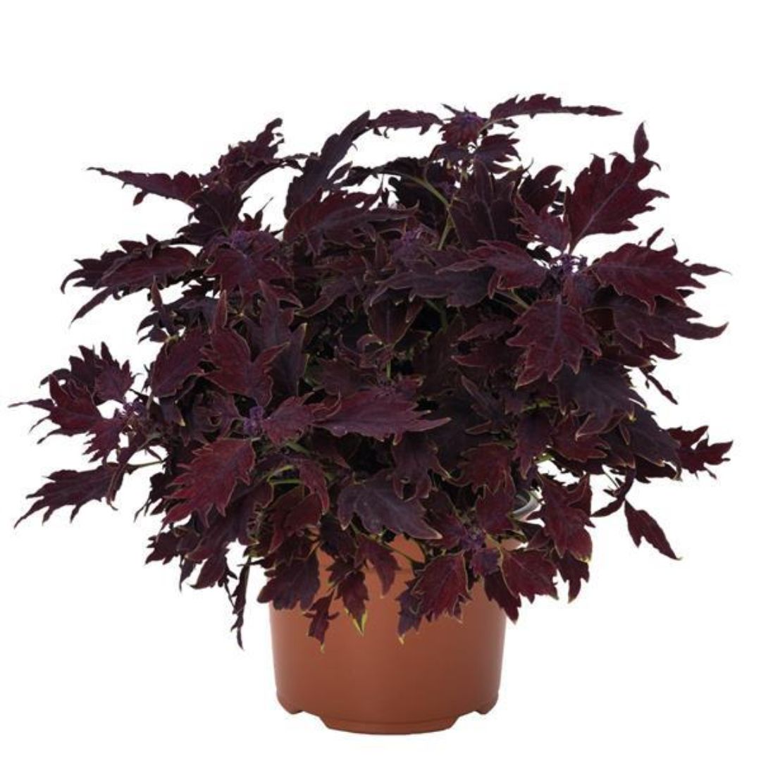 Coleus Downtown Dallas 140mm