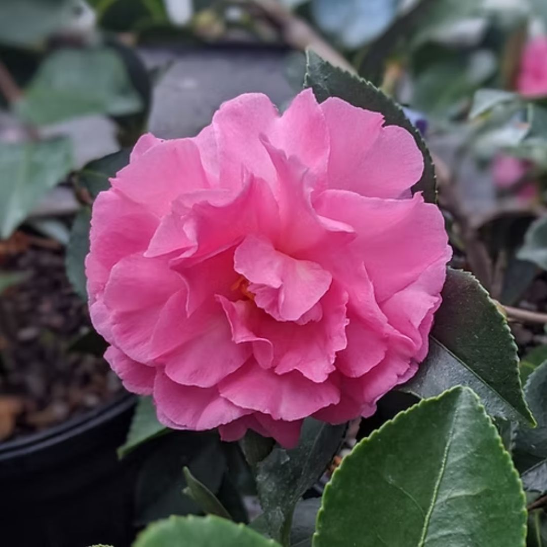 Camellia Marge Miller Std 250mm
