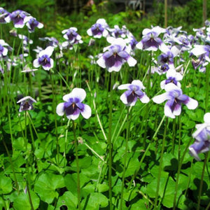 Viola Hederacea 140mm