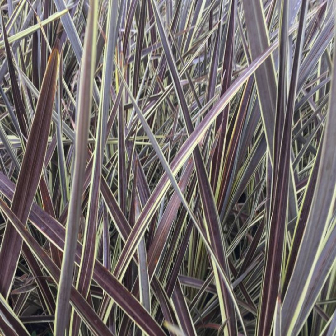Cordyline Electric Flash 180mm
