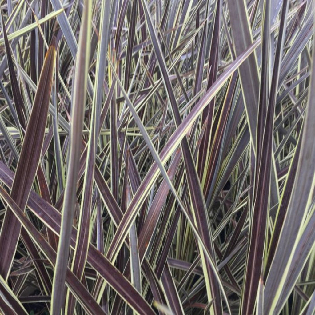 Cordyline Electric Flash 180mm