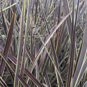 Cordyline Electric Flash 180mm
