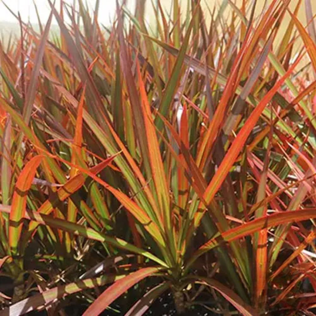 Dracaena Black Knight 200mm