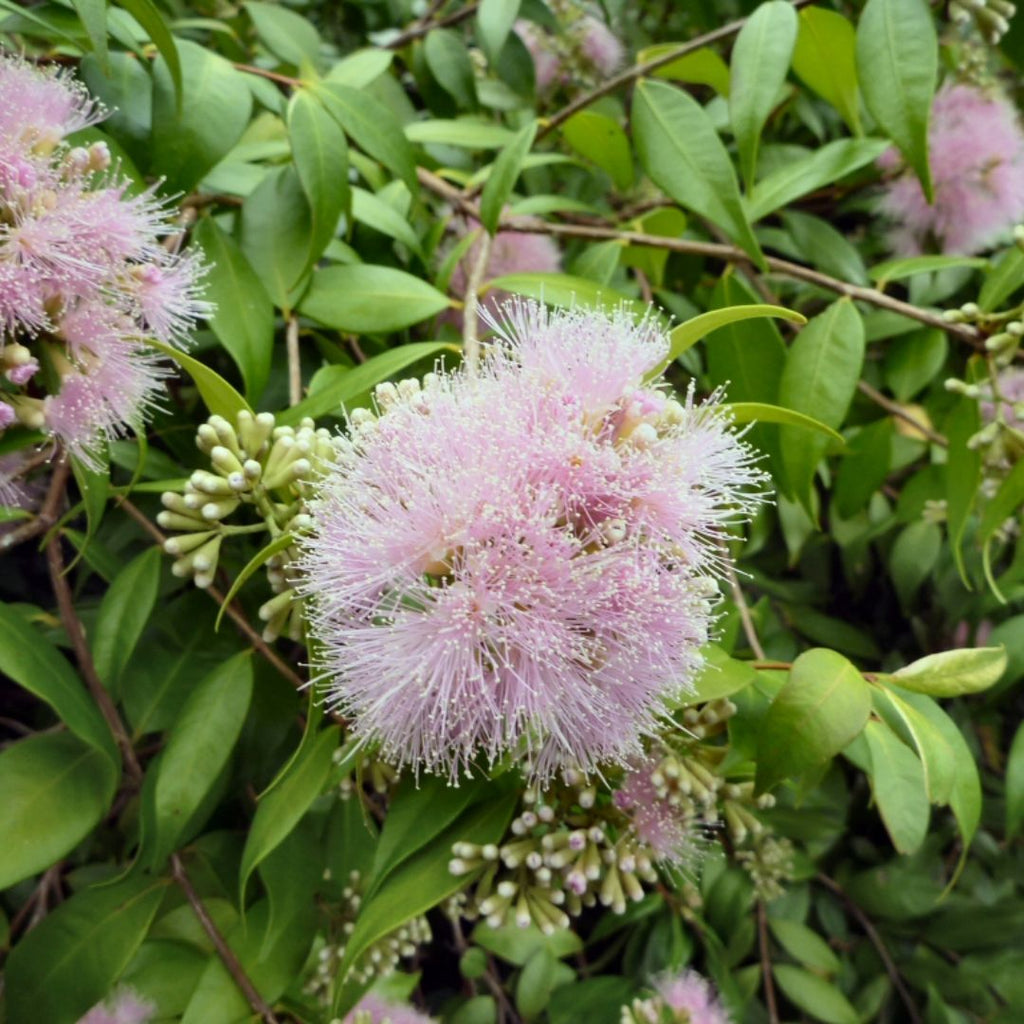 Syzygium Cascade 300mm