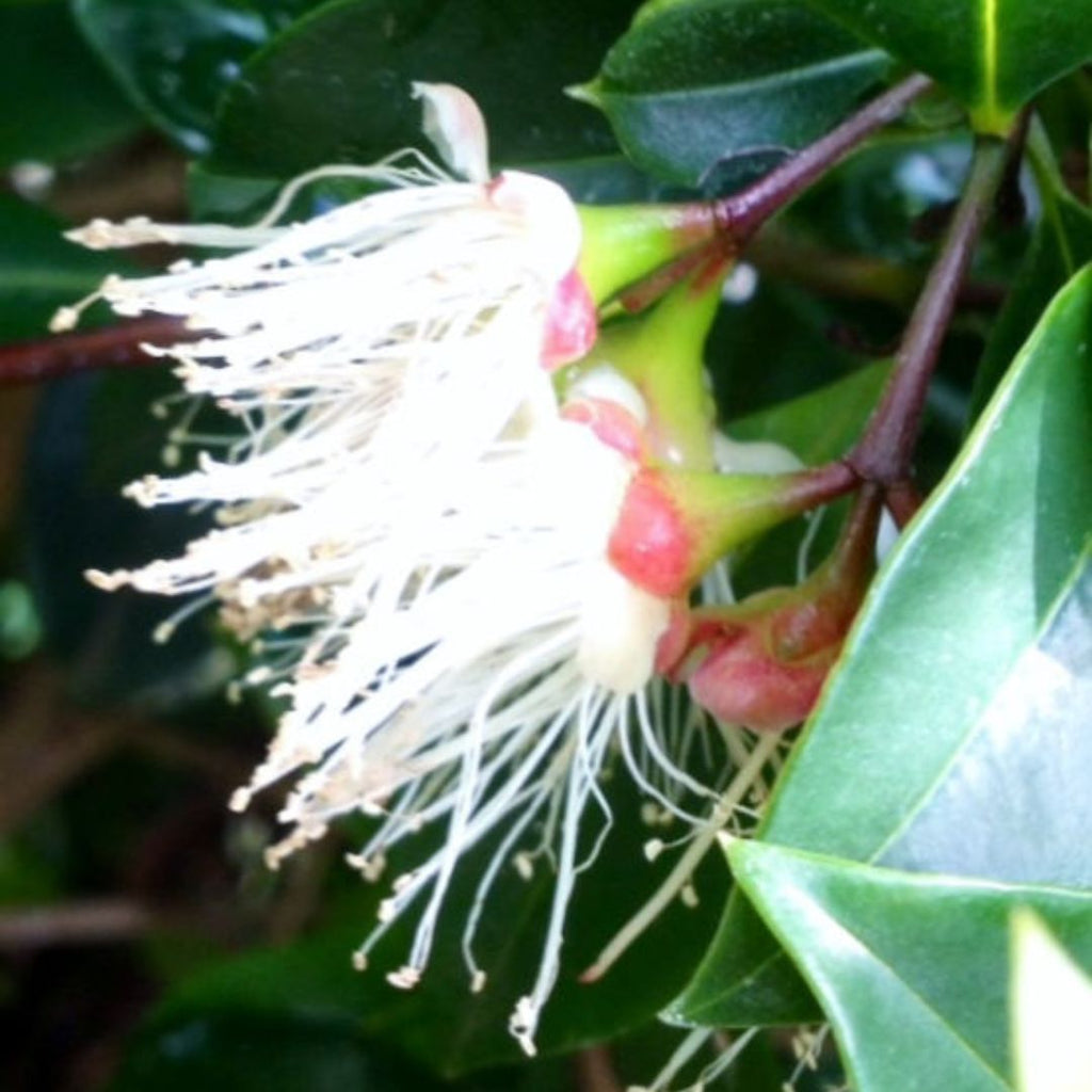 Syzygium Screen It Std 250mm