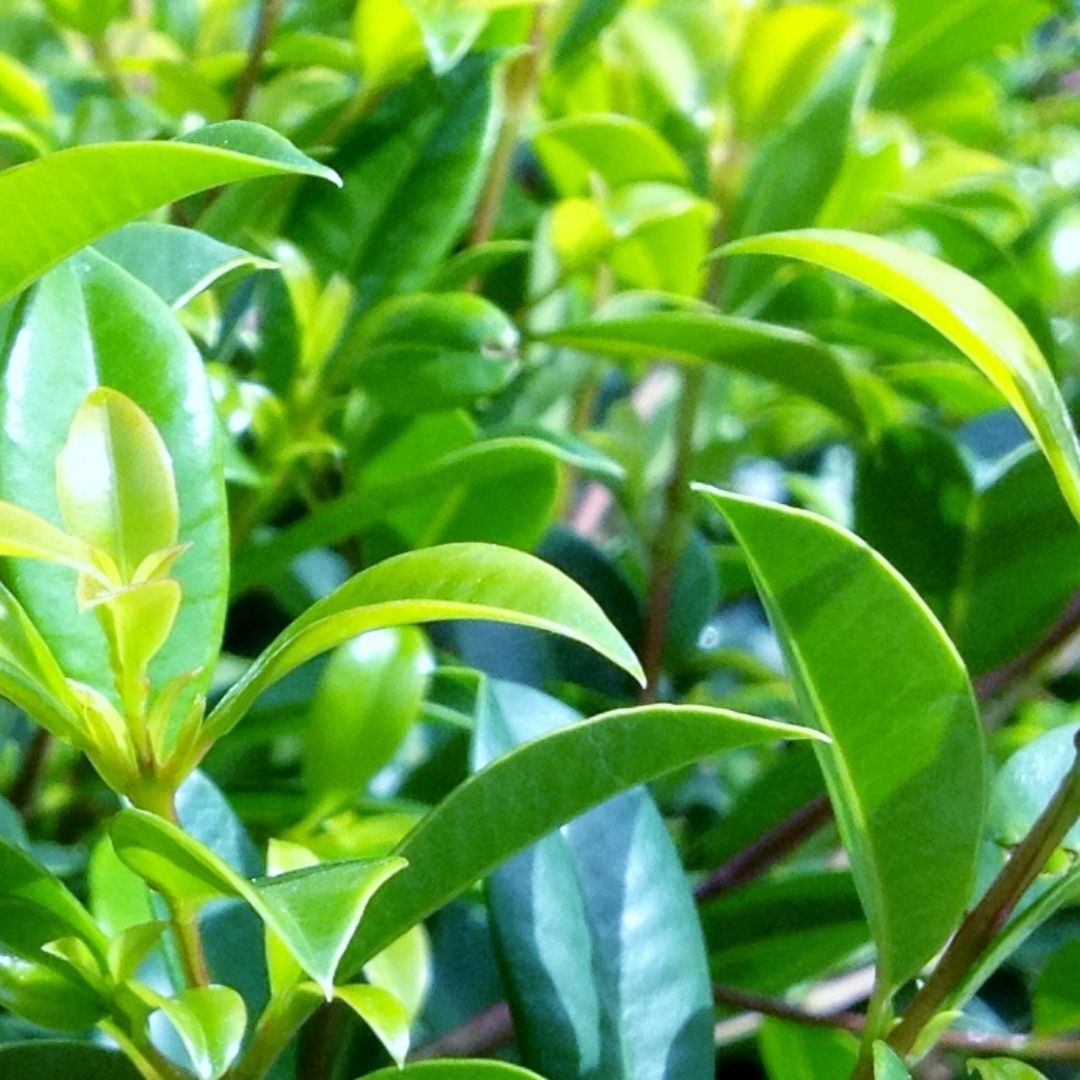 Syzygium Screen It Std 250mm
