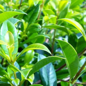 Syzygium Screen It Std 250mm