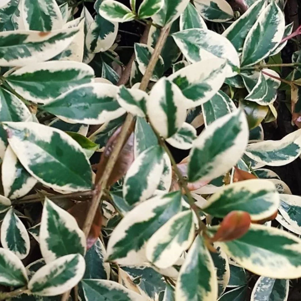 Syzygium Silver Streaker Std 250mm