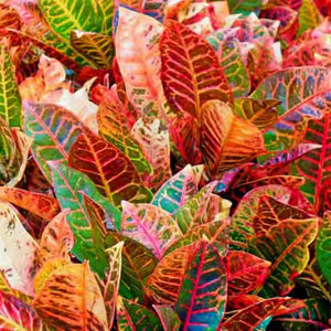 Codiaeum Variegatum Croton 200mm