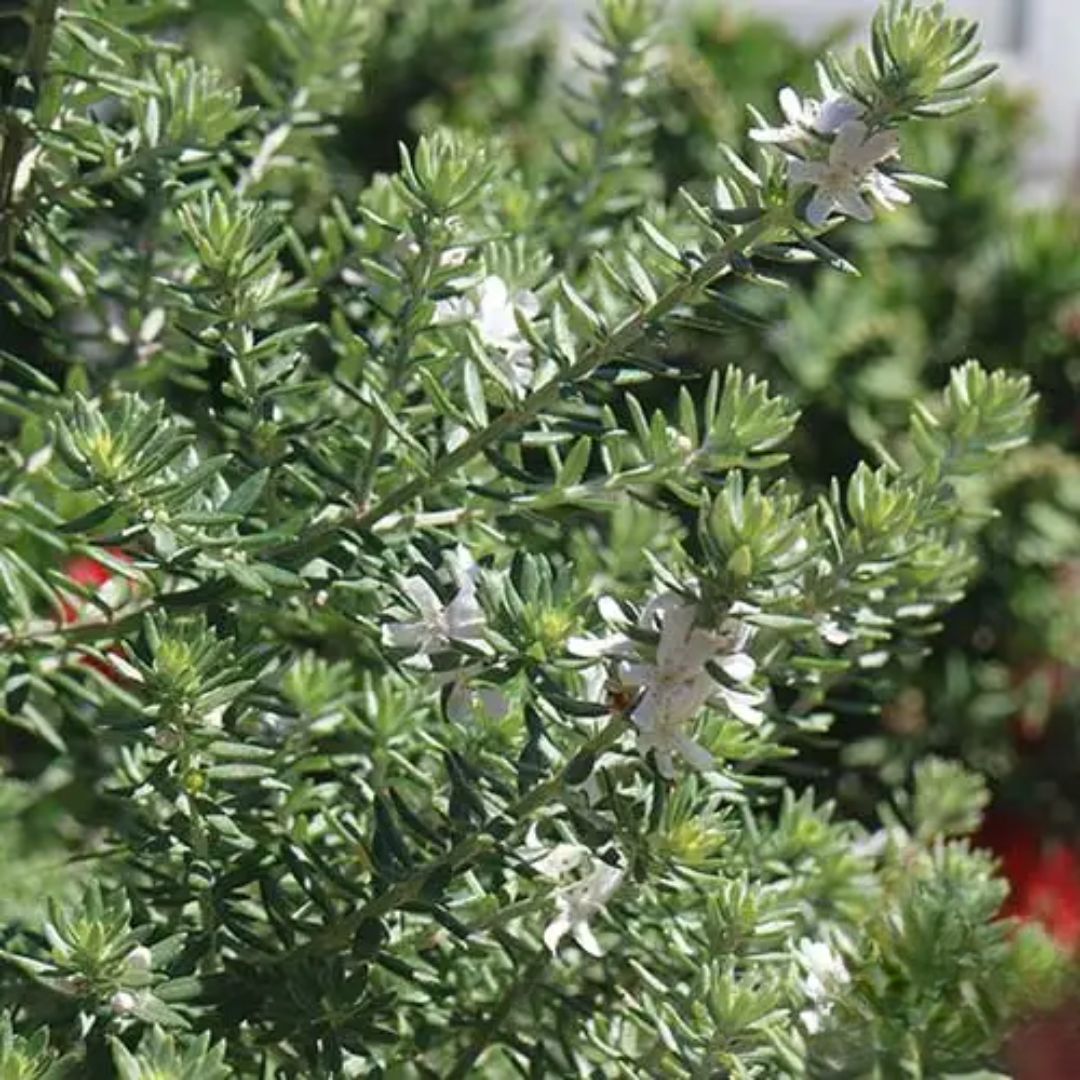 Westringia Zena 200mm
