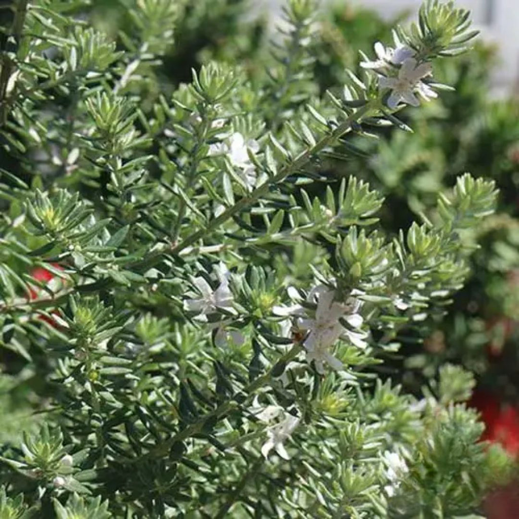 Westringia Zena 200mm