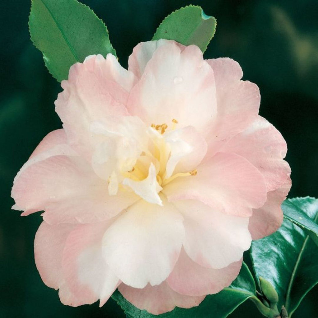 Camellia Sasanqua Star Above Star 200mm