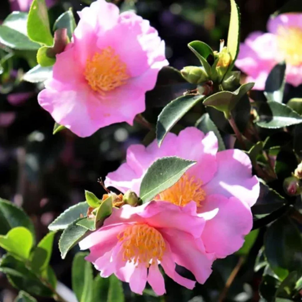 Camellia Edna Butler 200mm