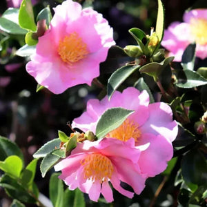 Camellia Edna Butler 200mm