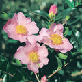Camellia Exquisite 200mm