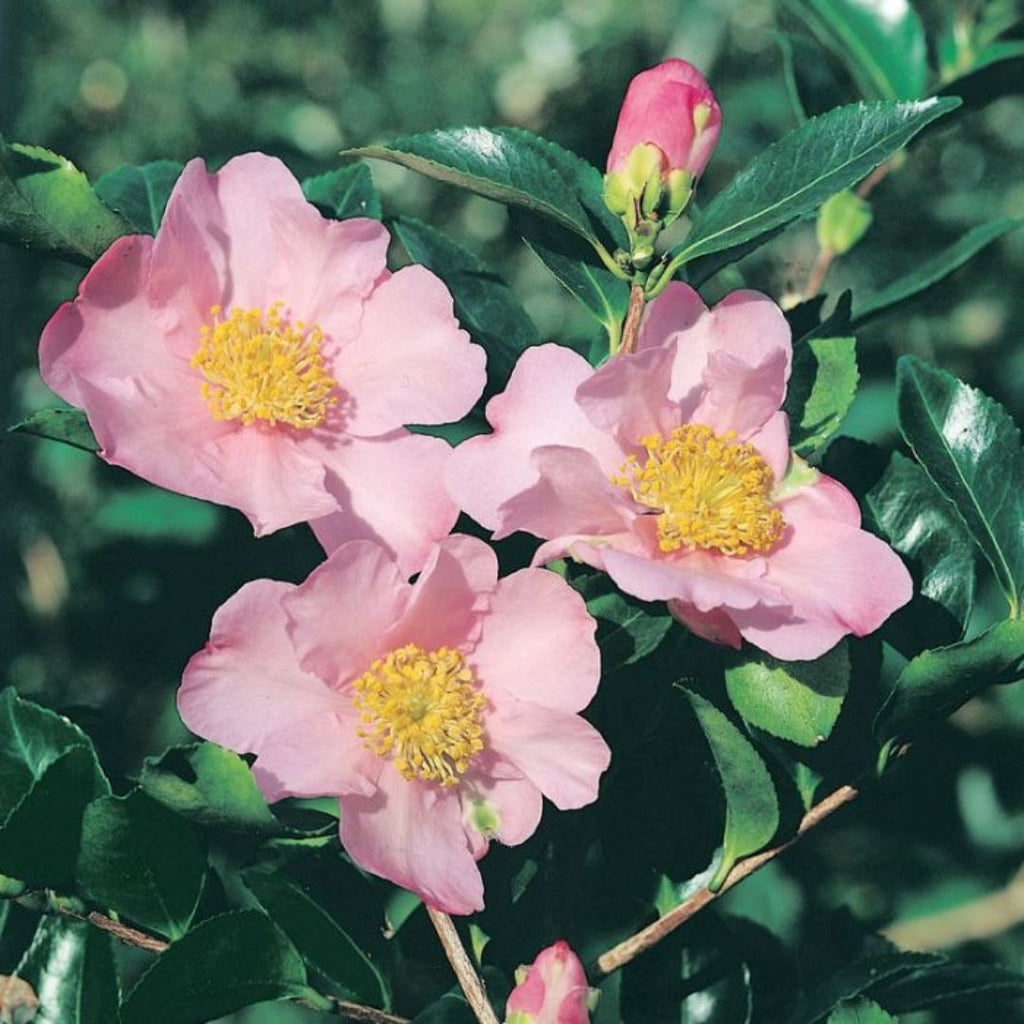 Camellia Exquisite 200mm