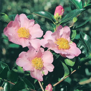 Camellia Exquisite 200mm