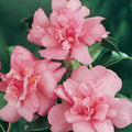 Camellia Sparkling Burgundy 200mm