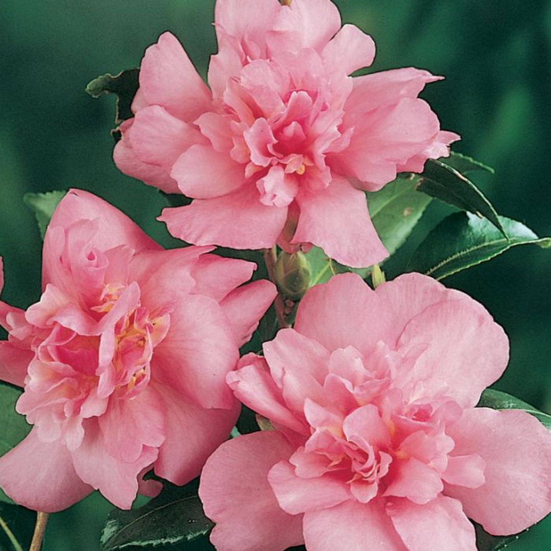 Camellia Sparkling Burgundy 200mm