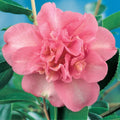 Camellia Lucinda 140mm