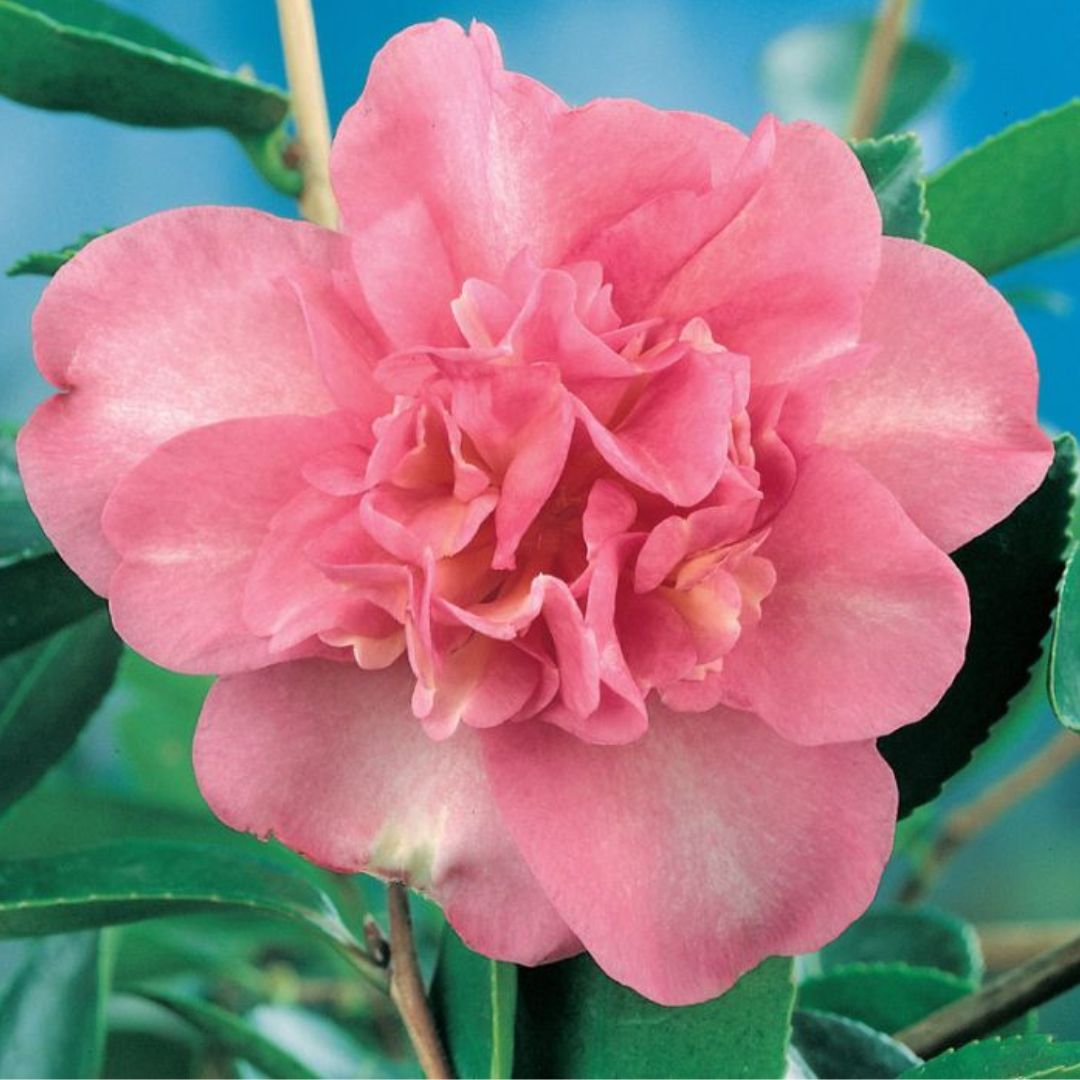 Camellia Lucinda 140mm