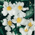 Camellia Setsugekka 140mm