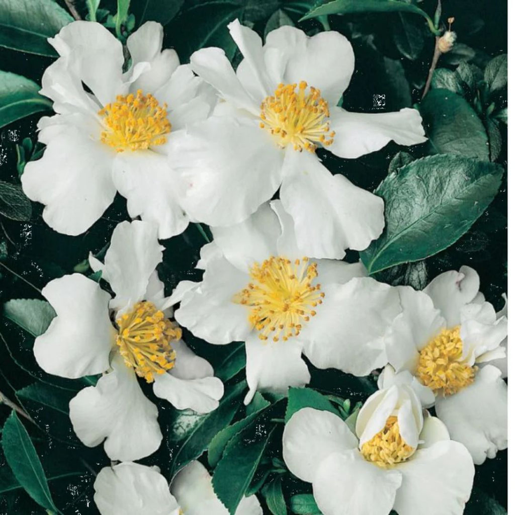 Camellia Setsugekka 140mm