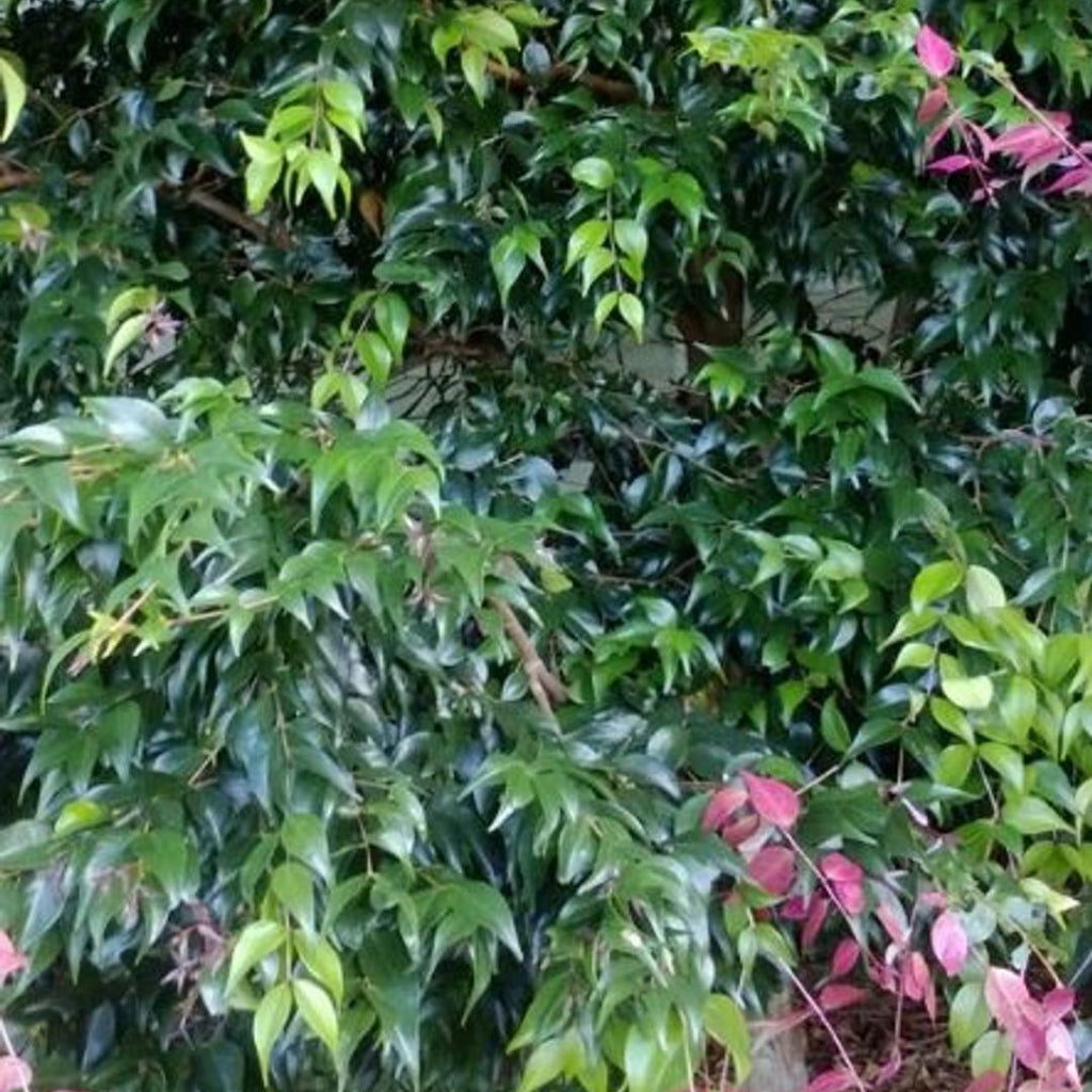 Syzygium Luehmanni Lulu 140mm
