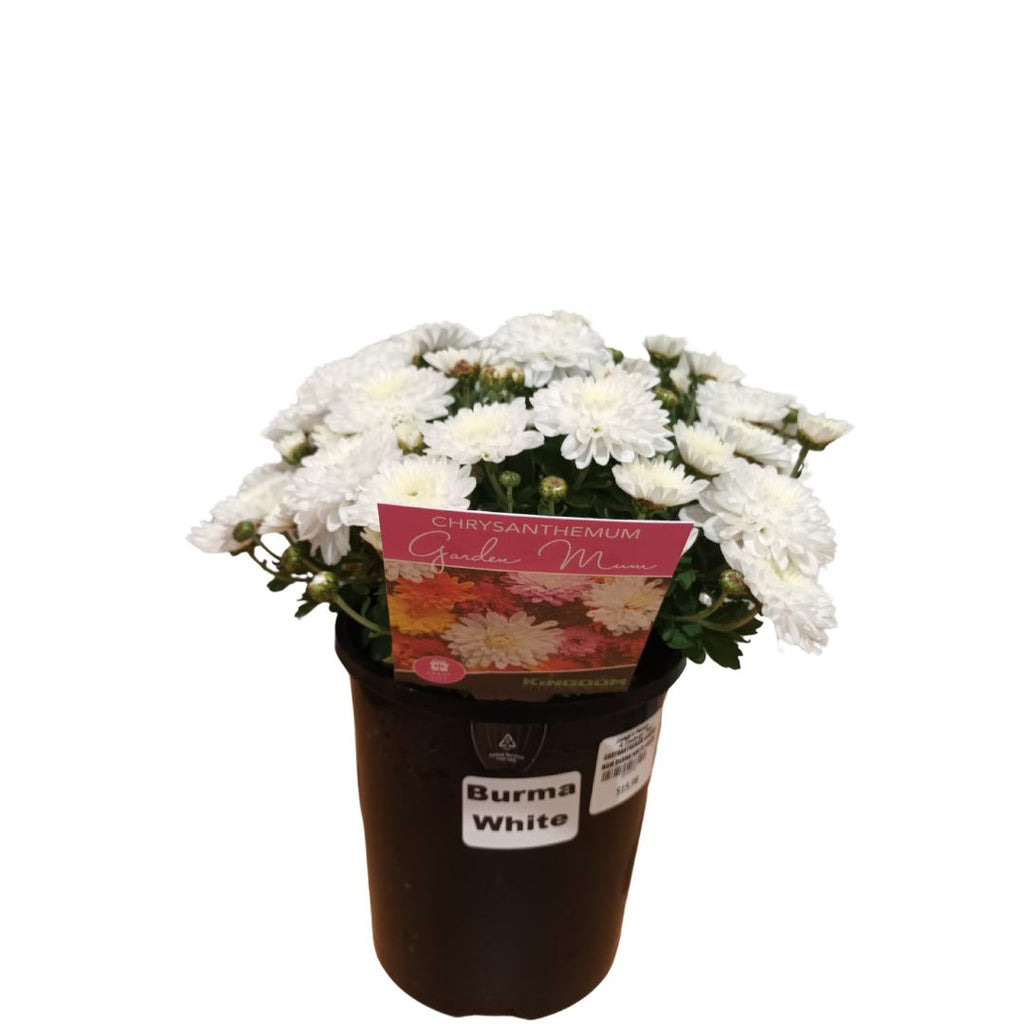 Chrysanthemum Garden Mum Burma White 140mm