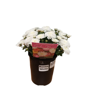 Chrysanthemum Garden Mum Burma White 140mm