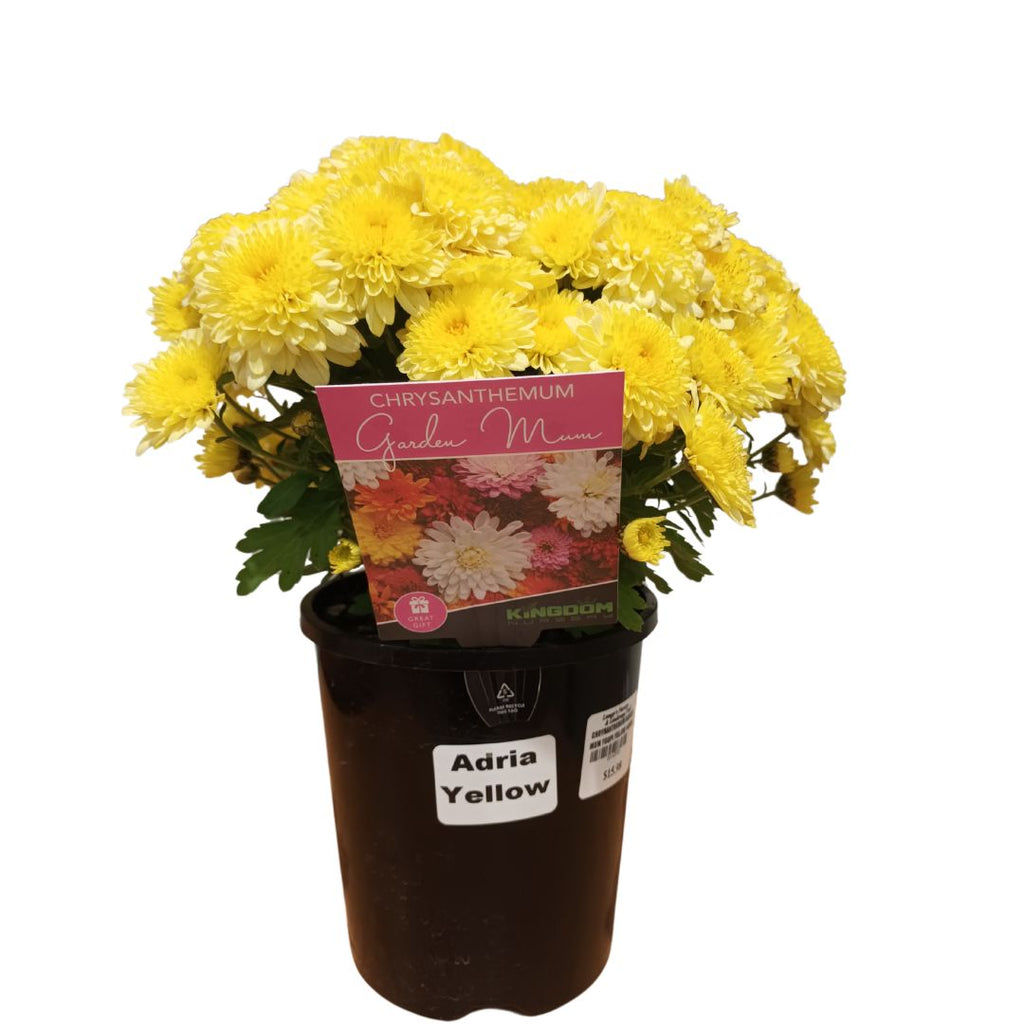 Chrysanthemum Garden Mum Youpi Yellow 140mm