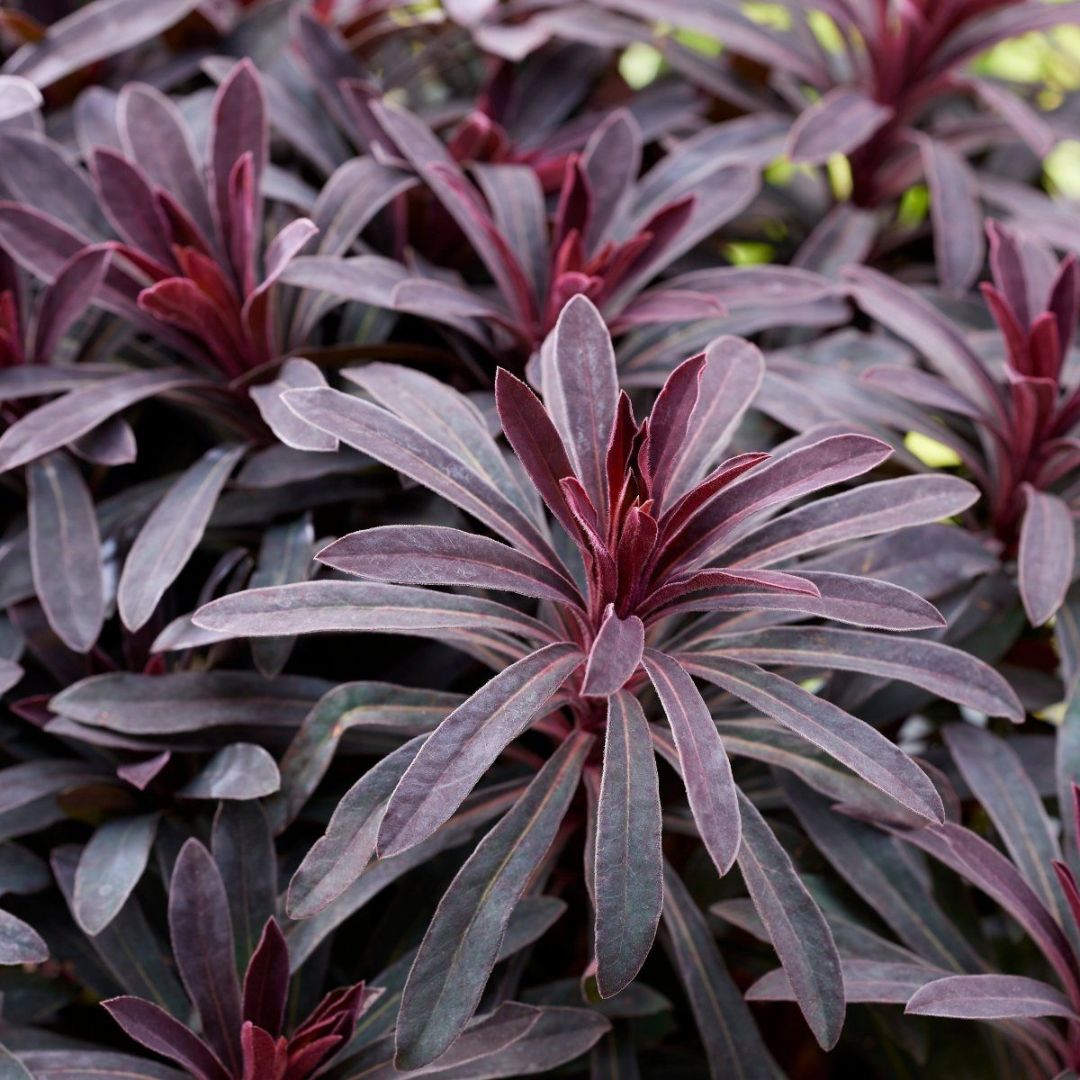 Euphorbia Miners Merlot 175mm