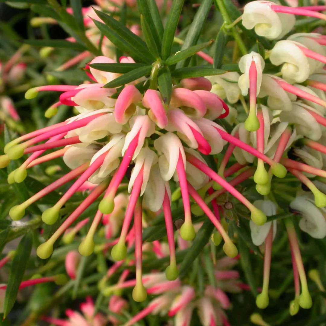 Grevillea Hills Jubilee 140mm