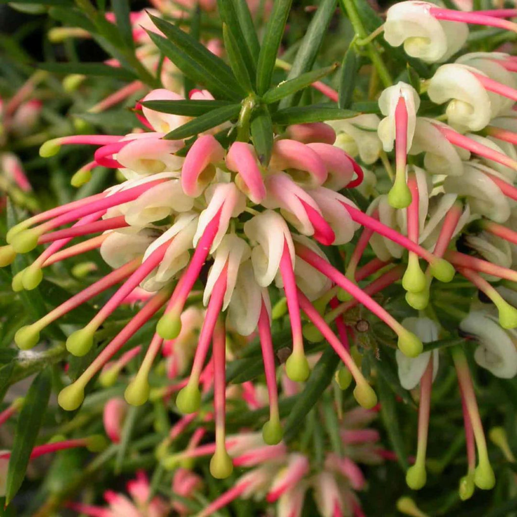 Grevillea Hills Jubilee 140mm