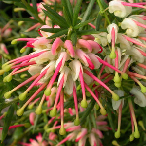 Grevillea Hills Jubilee 140mm