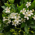 Murraya Paniculata 300mm